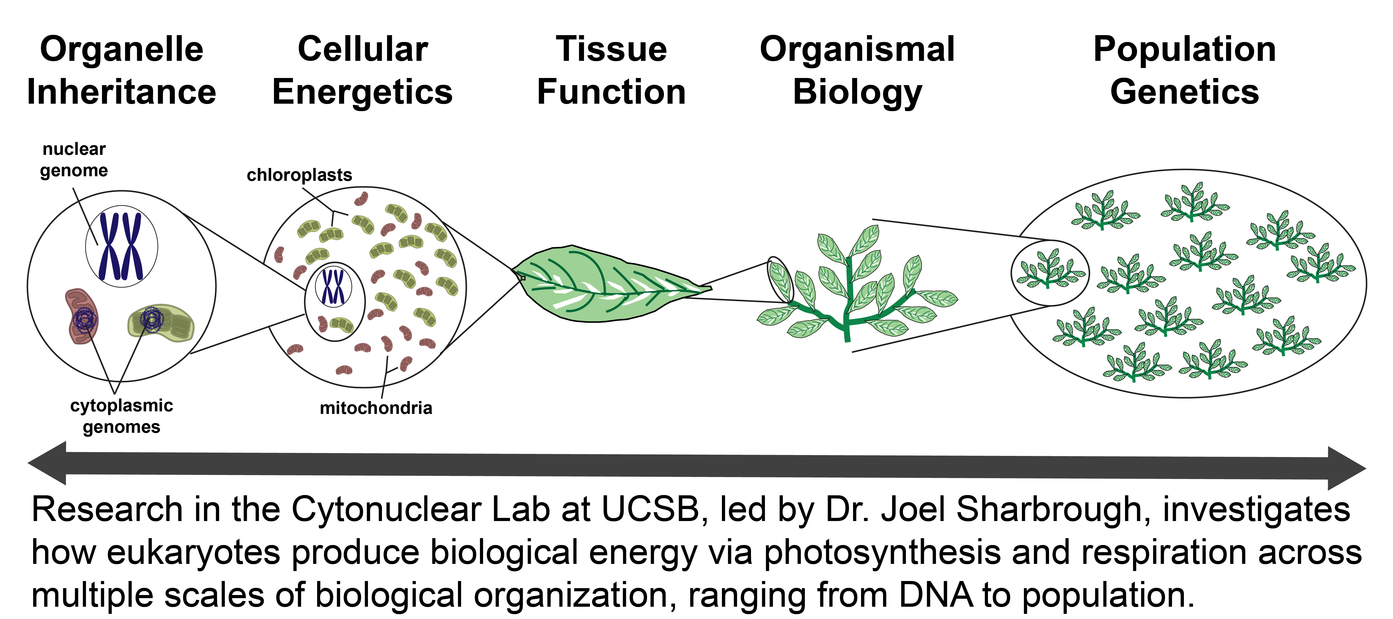 Lab Figure